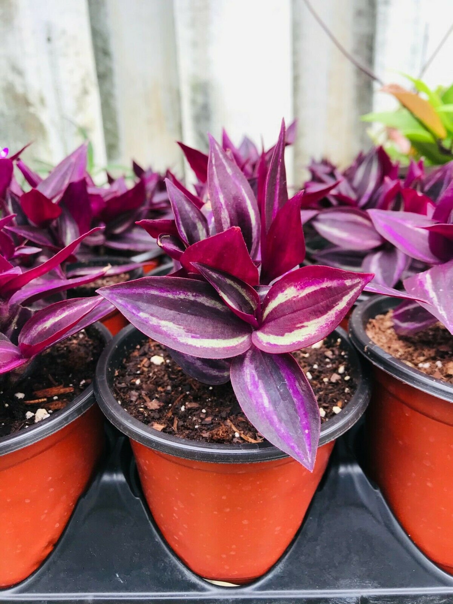 5 Rare Plant Cuttings Wandering Jew Burgundy Purple Etsy