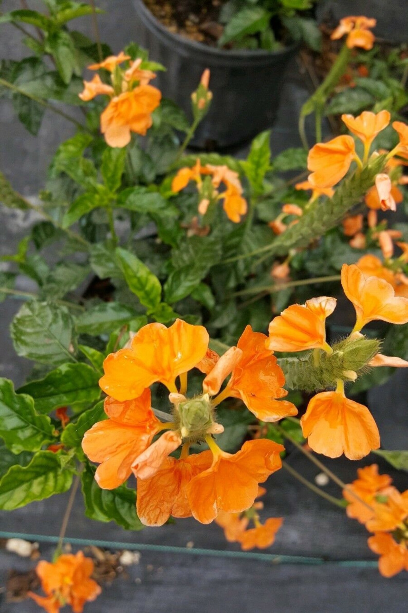 Live PlantOrange Crossandra Live Plants 5 to 7 inches tall Etsy