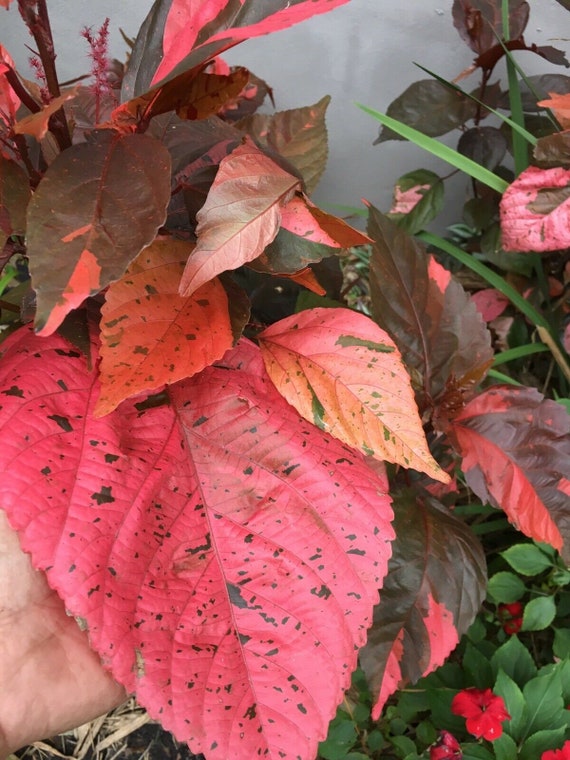 Plant-LOUISIANA RED Copper Leaf Tropical Plant Colorful Red | Etsy