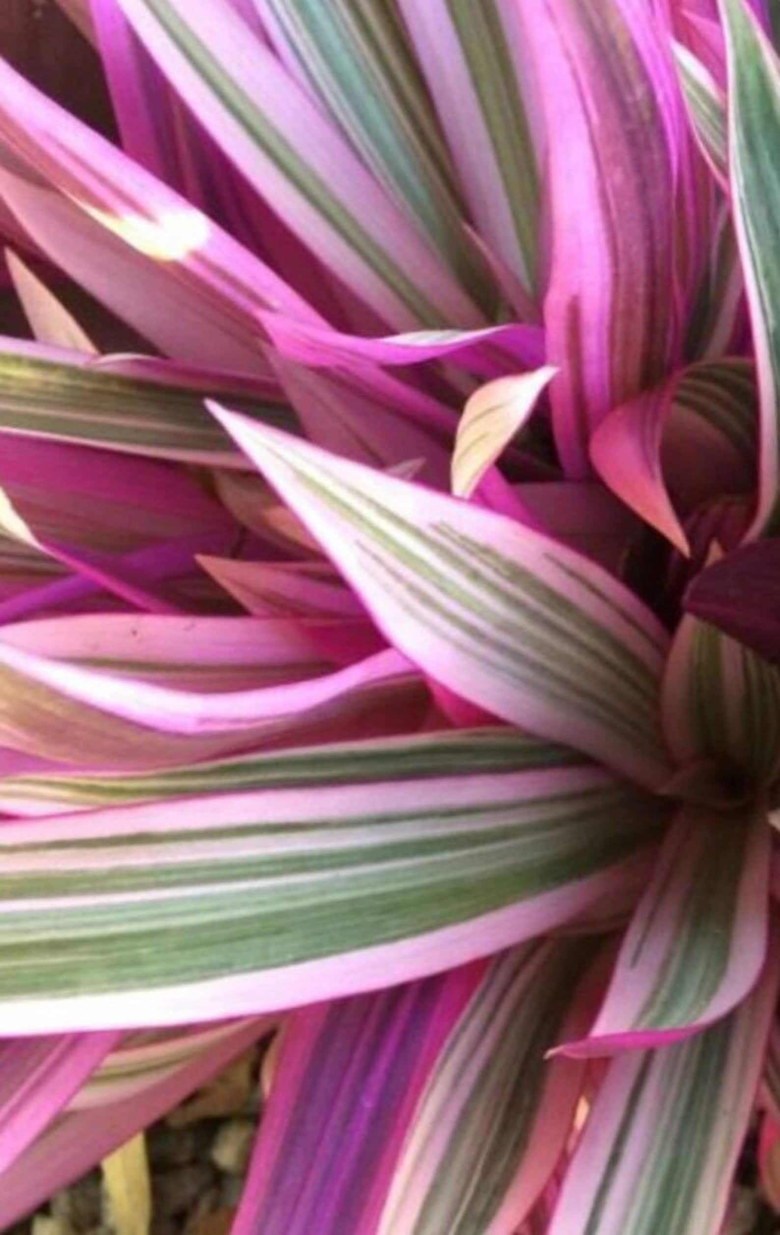 DWARF TRICOLOR RHOEO live plant Pink Leaf Variegation Live | Etsy