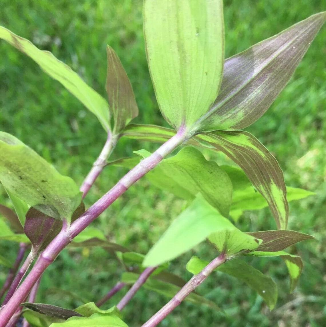 Tahitian Bridal Veil Wandering Jew House Plant Plant 10 Etsy