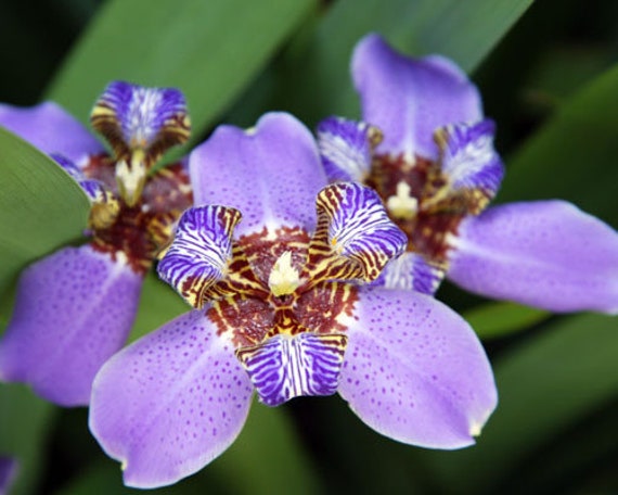 Blue Giant Apostles Walking Iris Neomarica Caerulea Etsy