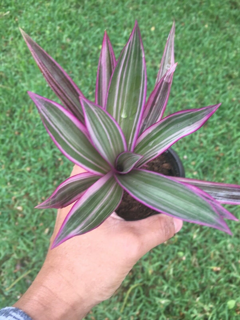 DWARF TRICOLOR RHOEO live plant Pink Leaf Variegation Live | Etsy