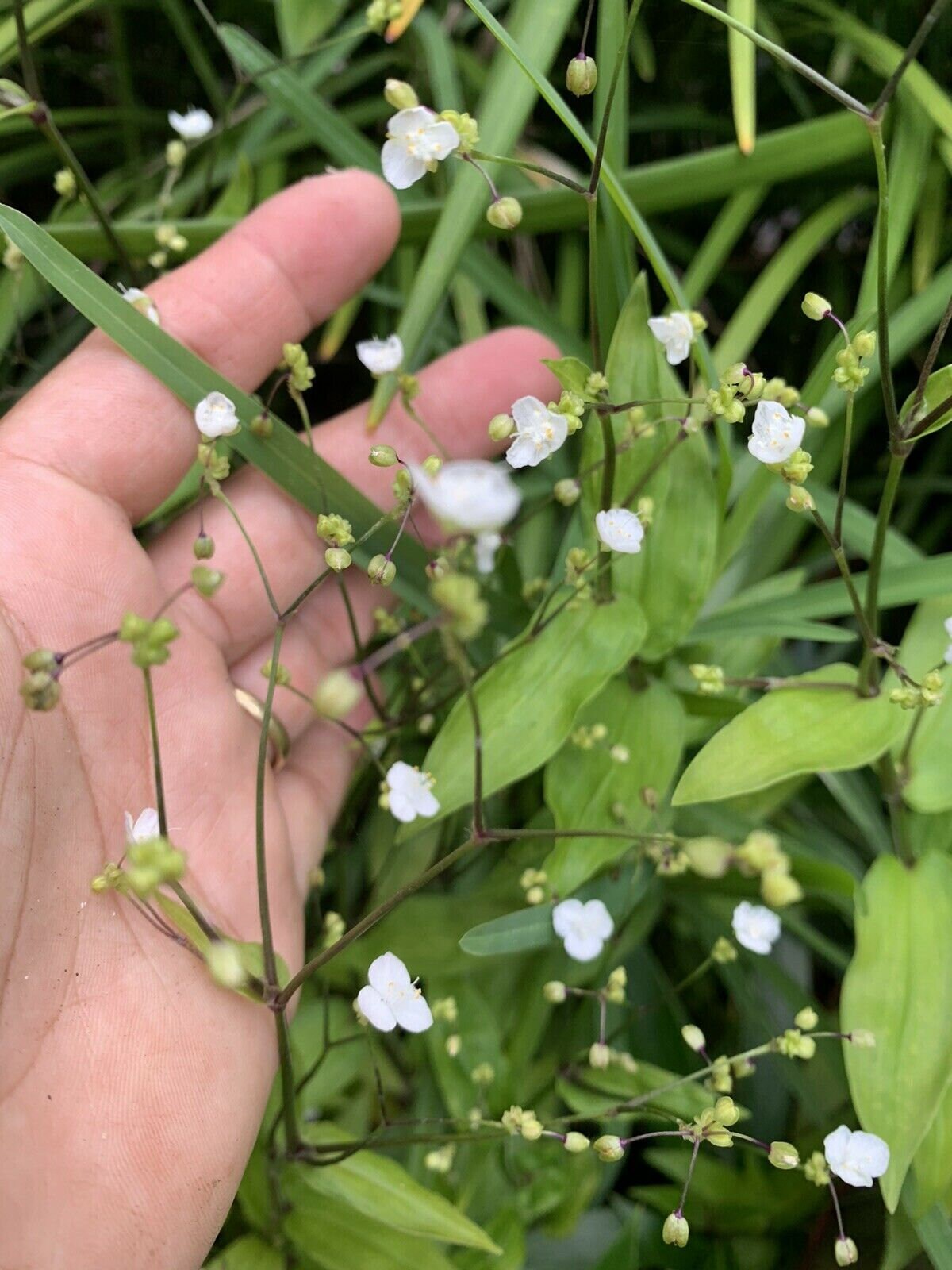 Tahitian Bridal Veil Wandering Jew House Plant Plant 10 Etsy