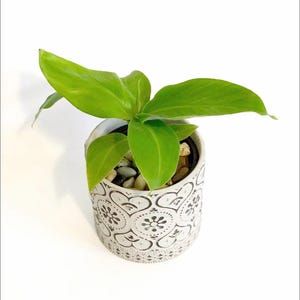 May include: A small potted plant with vibrant green leaves. The plant is in a white ceramic pot with a black floral design. The pot is filled with small, smooth stones. The background is white.