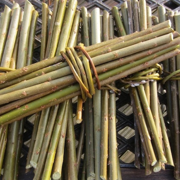 50x Willow Cuttings /sticks/twigs/rods. For basket making, willow art, home décor, garden.