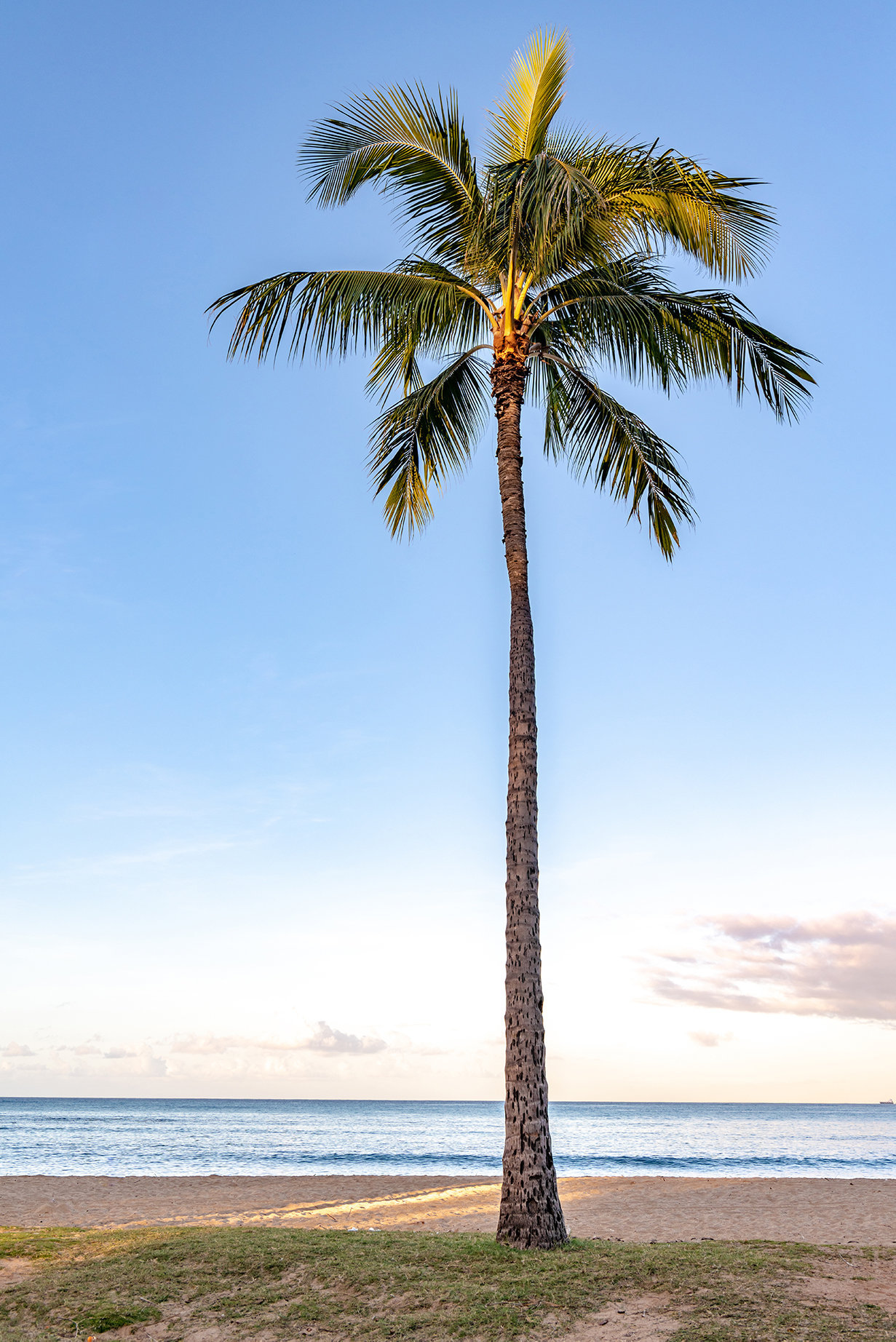 A Single, Perfect Palm Tree on a Tropical Island. Hawaii Vacation