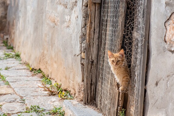 Kitten fence cheap
