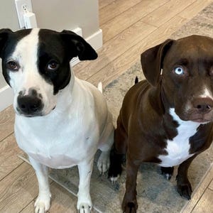 May include: Two dogs sitting on a rug. The dog on the left is black and white with a white chest and paws. The dog on the right is brown with a white patch on its chest and one blue eye.