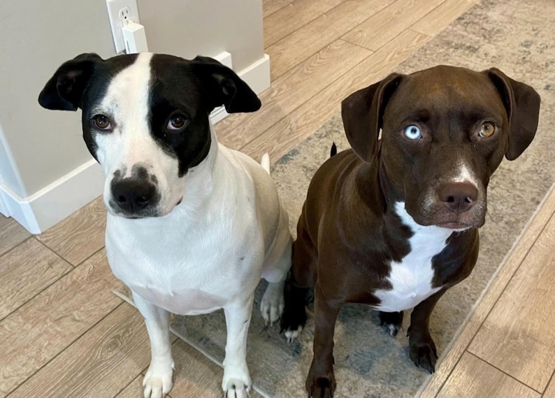 May include: Two dogs sitting on a rug. The dog on the left is black and white with a white chest and paws. The dog on the right is brown with a white patch on its chest and one blue eye.