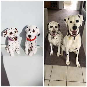 May include: Two crocheted Dalmatian dog plushies sitting on a shelf next to two real Dalmatian dogs sitting on a rug.