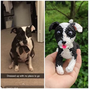 May include: A black and white dog wearing a black bow tie. The dog is sitting on a light brown floor. The text "Dressed up with no place to go" is at the bottom of the image. On the right side of the image is a crocheted black and white dog with a pink tongue.