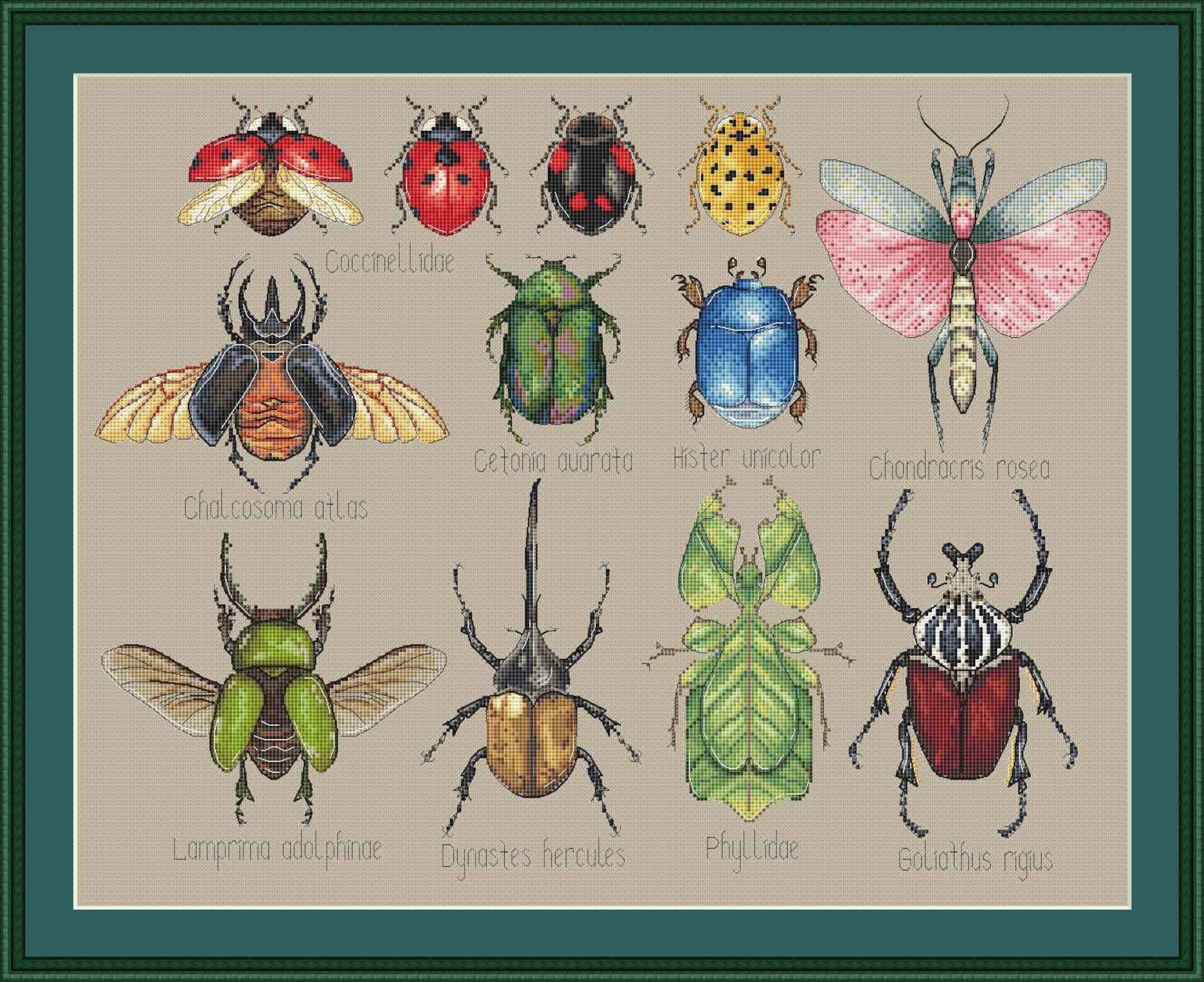 Beetles Cross Stitch Pdf Insects Cross Stitch Pattern Modern Cross