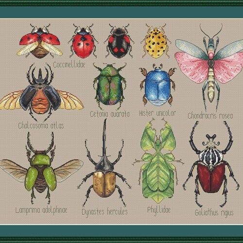 Beetles Cross Stitch Pdf Insects Cross Stitch Pattern Modern Etsy