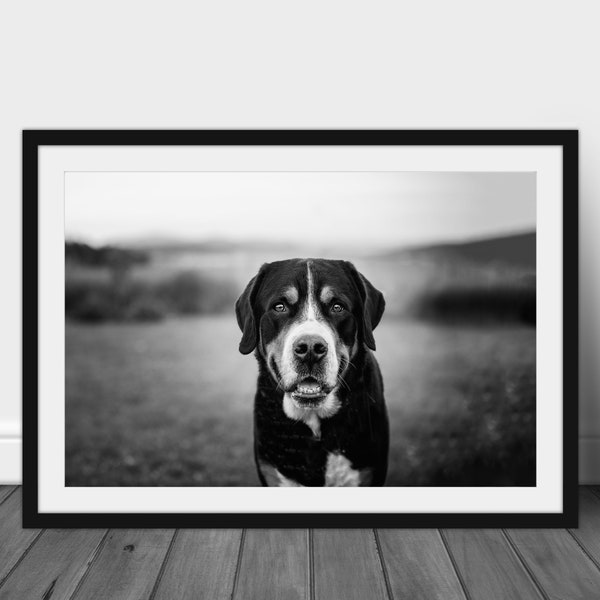 dog wall decoration, dog picture, black and white animal poster, black and white photography, dog poster, sennenhund picture, sennenhund deko, animal wall decoration