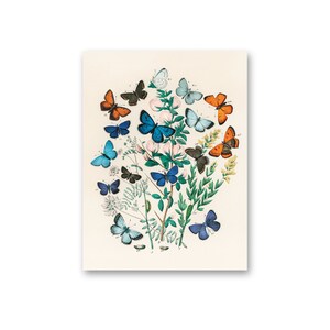 Impresión de ilustración de mariposa vintage: Polillas y mariposas europeas (impresión artística digital descargable)