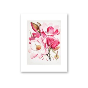 Pink Magnolia Print | Floral Art Print | Instant Downloadable Art Print | Digital Art Prints | PRINTABLE Digital | 025
