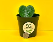 Live Hoya Kerrii Single - Live Sweetheart Plant - Live Lucky-heart Plant - Live Love Heart Plant - Available In 4 quot Pot