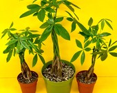 Live Pachira Aquatica - Live Money Tree quot Money Plant quot - Live Guiana Chestnut - Malabar Chestnut - Available In 4 Pot