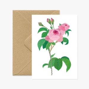 Rosa Centifolia-wenskaart