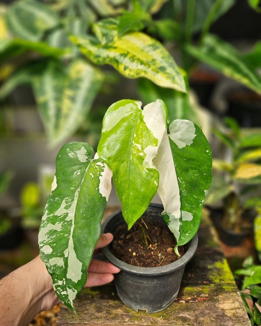 斑入り シンゴニウム パンダ | syngonium panda | アンスリウム