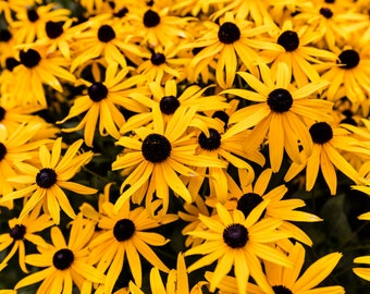 Black Eyed Susan Seeds