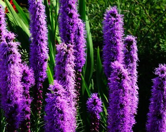 Liatris Seeds