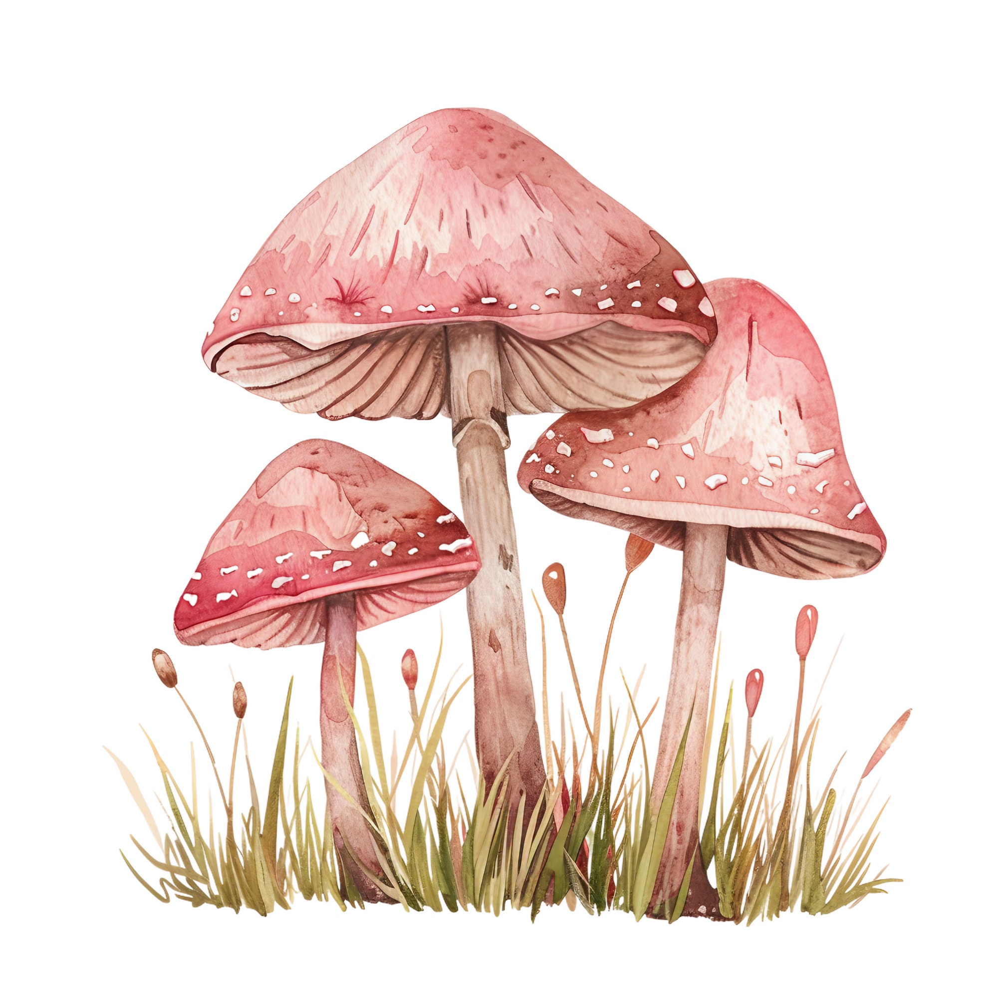 Mushroom Clipart Watercolor Pink Mushrooms Png Mushrooms Bundle Fairy ...