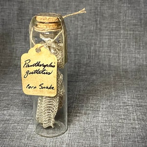 May include: A clear glass vial containing a shed corn snake skin, labeled with the scientific name "Pantherophis guttatus" and the common name "corn Snake" on a small tag. The vial is sealed with a cork and twine.