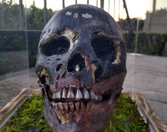 Decayed Skull Halloween Prop, Medium in Display Case