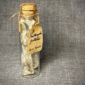 May include: A clear glass bottle with a cork stopper, containing a shed corn snake skin. A small, brown tag is tied to the bottle with the text "Pantherophis guttatus, Corn Snake". The snake skin is beige and tan.