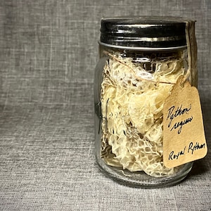 May include: A clear glass jar filled with shed snake skin, labeled "Python regius, Royal Python." The jar has a metal lid and a small, cream-colored tag. The snake skin is a light beige color.