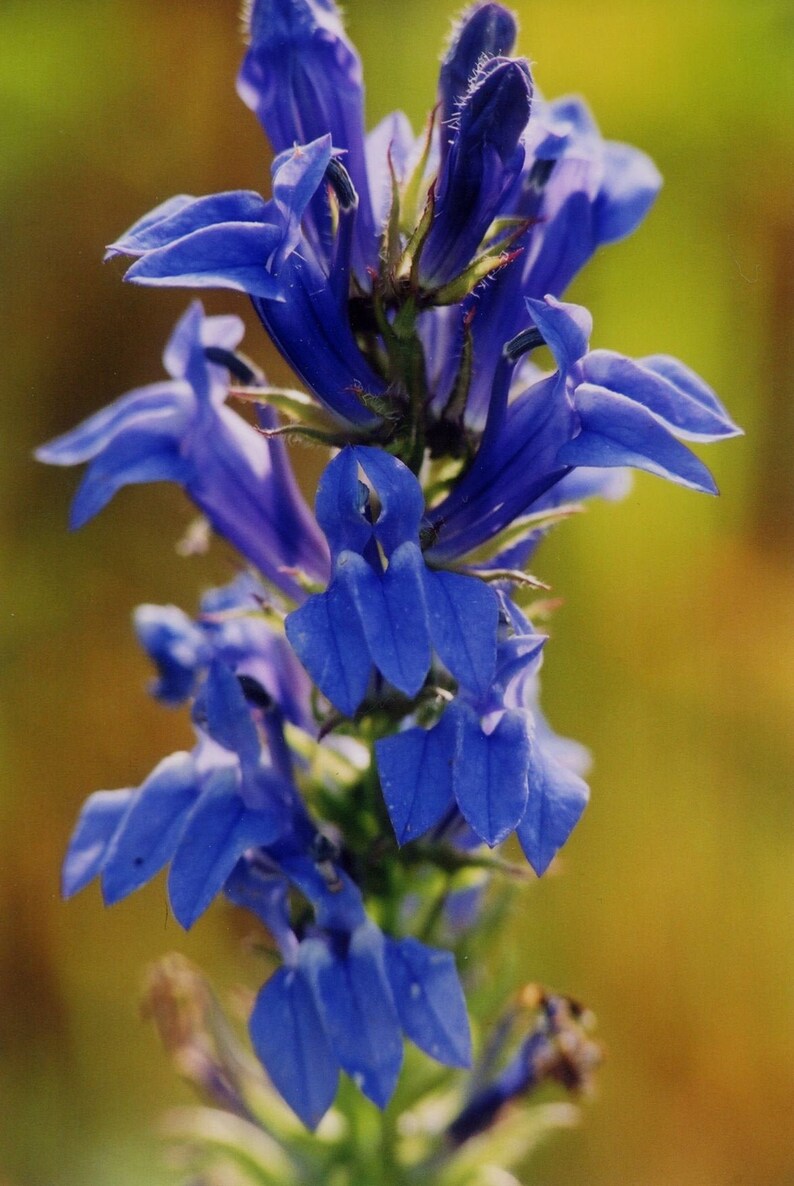 Lobelia siphilitica Native Perennial Great Blue Etsy