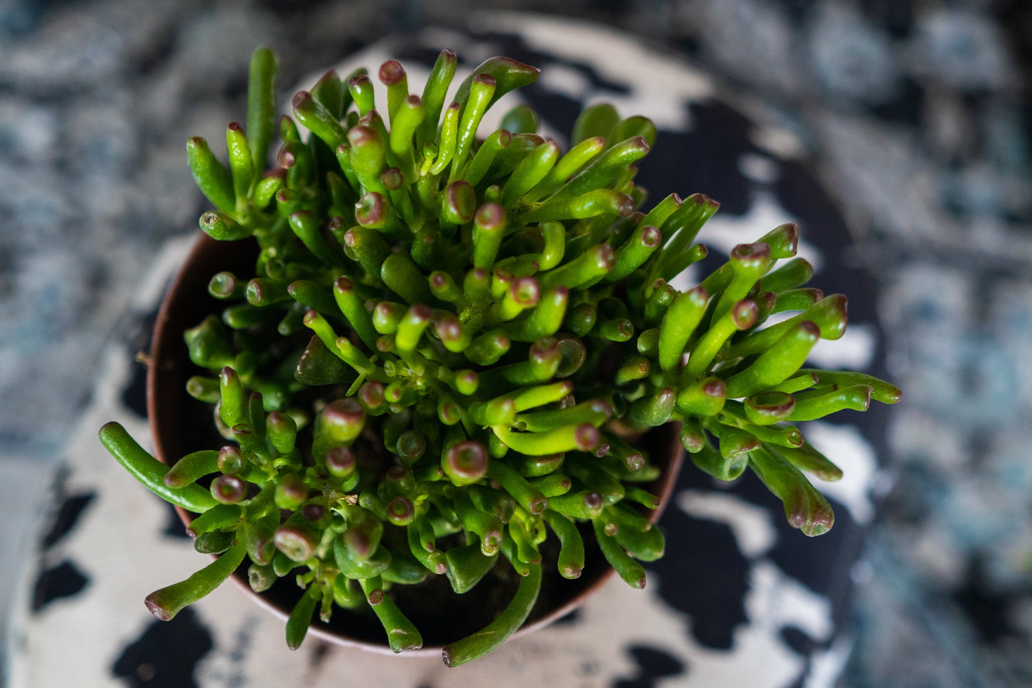 Ear jade rooted fully ogre ogres Ogre ear jade plant