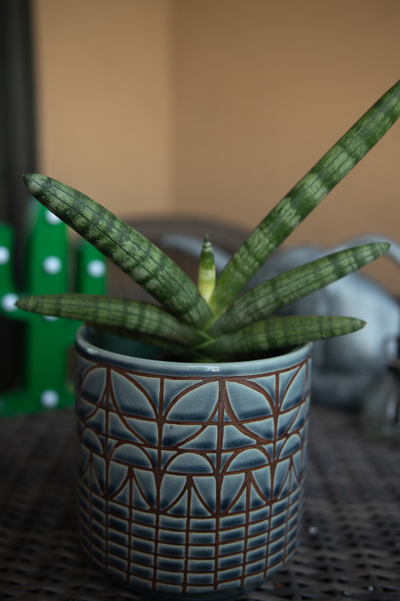 Serpiente Planta Estrella de Mar Sansevieria Cylindrica | Etsy