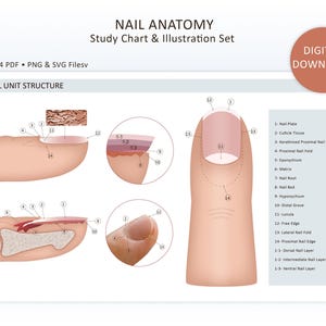 May include: A Nail Anatomy study chart and illustration set featuring diagrams of nail unit structures with numbered labels. The text includes NAIL ANATOMY, Study Chart & Illustration Set, Printable A4 PDF, and DIGITAL DOWNLOAD.