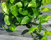 Varagated Golden Queen Pothos Vine Epipremnum Devil 39 s Ivy Money Rooted 2 plants