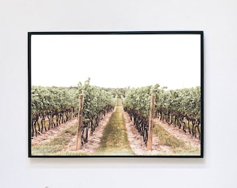 Peut inclure: Une photographie d'un vignoble avec des rangées de vignes menant à un horizon lointain. Les vignes sont vertes et luxuriantes, et le sol est recouvert d'une couche de terre brune. Le ciel est bleu clair, et il y a quelques nuages au loin.