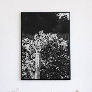 Vineyard Digital Print, Wine Country Poster, Napa Valley Printable Wall Art, Sonoma Photography, Black and White Vines, Grape & Wine Scenery