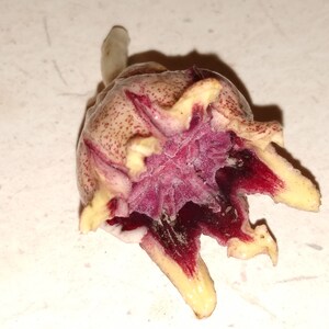 Planta de hierro fundido Aspidistra elatior Plantas de | Etsy