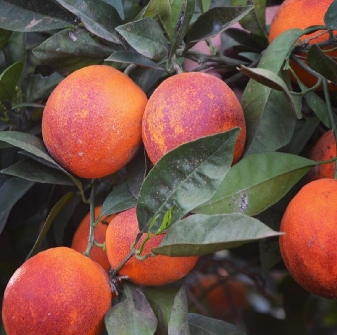 3ft Spanish 'Sanguinelli' Blood Orange Citrus Fruit Etsy