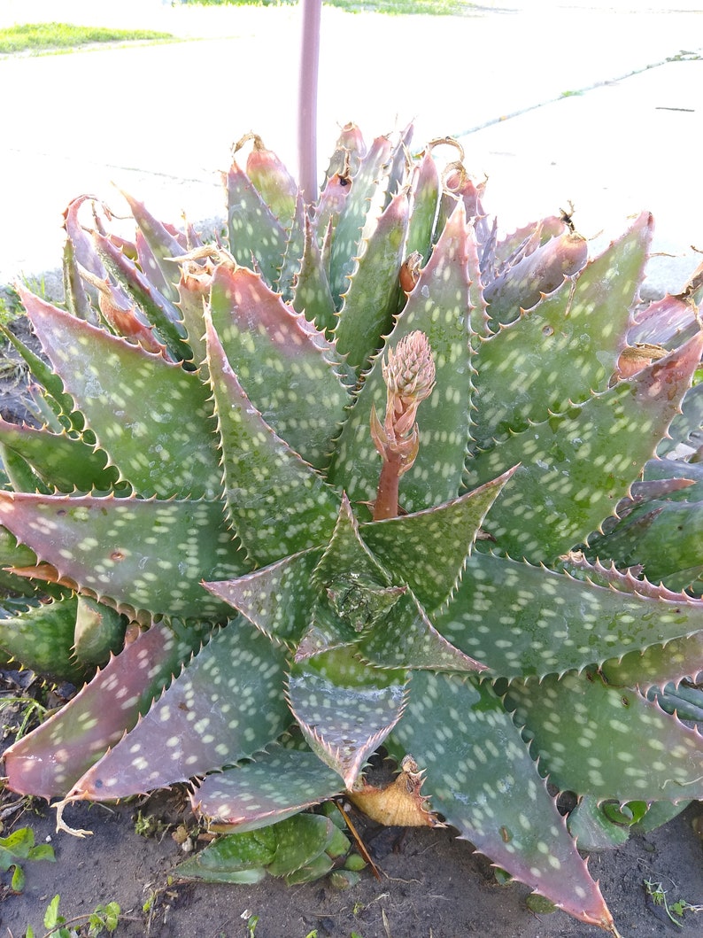 Succulent Cactus Plant Aloe Vera Maculata Soap Aloe