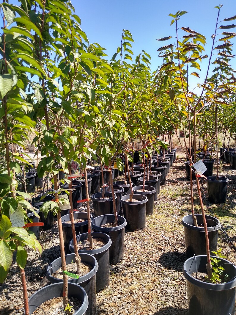 6ft 'Rainier Cherry' Bing x Van Hybrid Fruit Tree Etsy