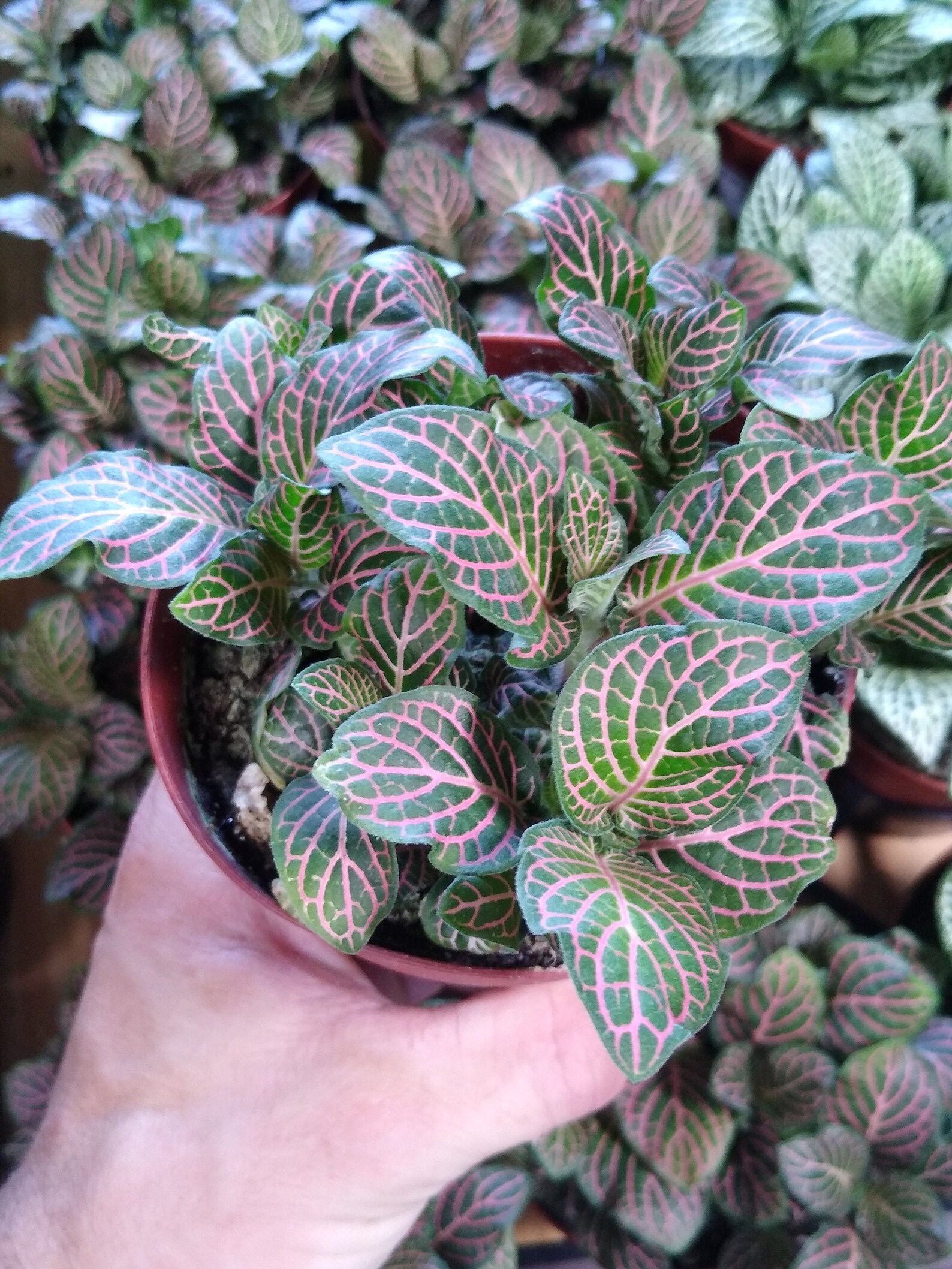 Pink and White Veined Nerve Plant �Fittonia� Etsy