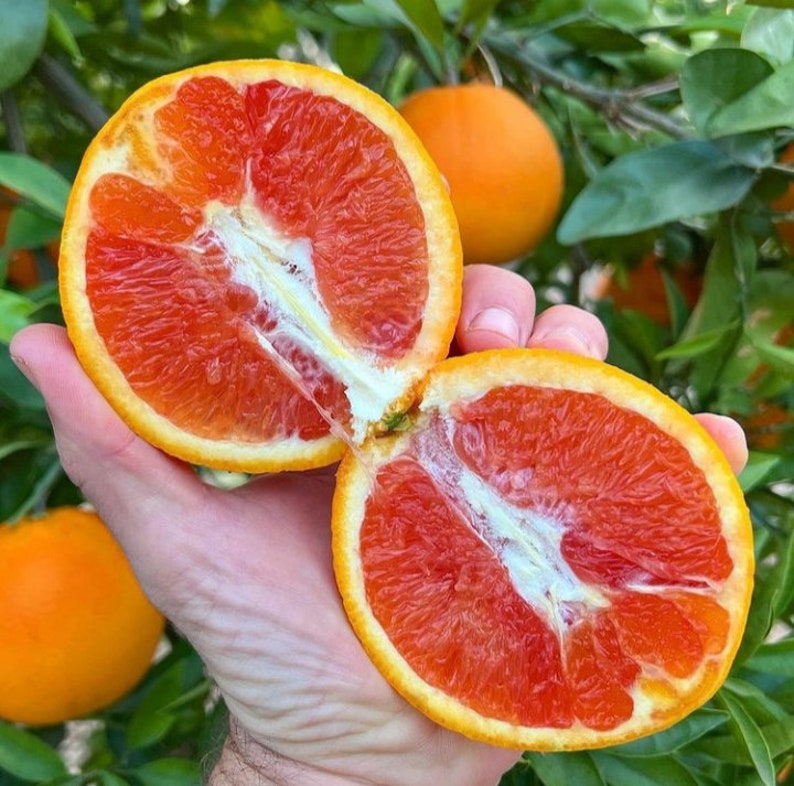 3ft 'cara Cara' Pink Sweet Orange Aromatic Etsy