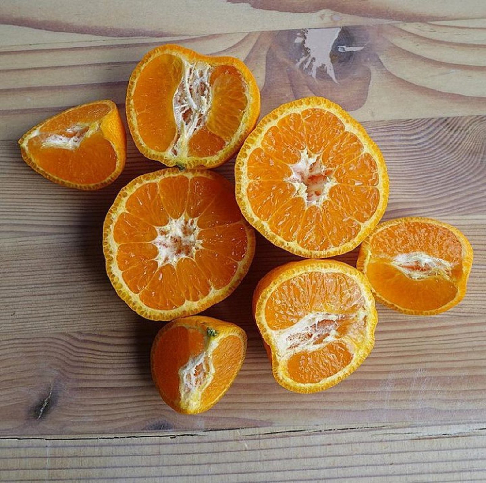 4ft Rare Mandarin Tangerine 'Gold Nugget' Etsy