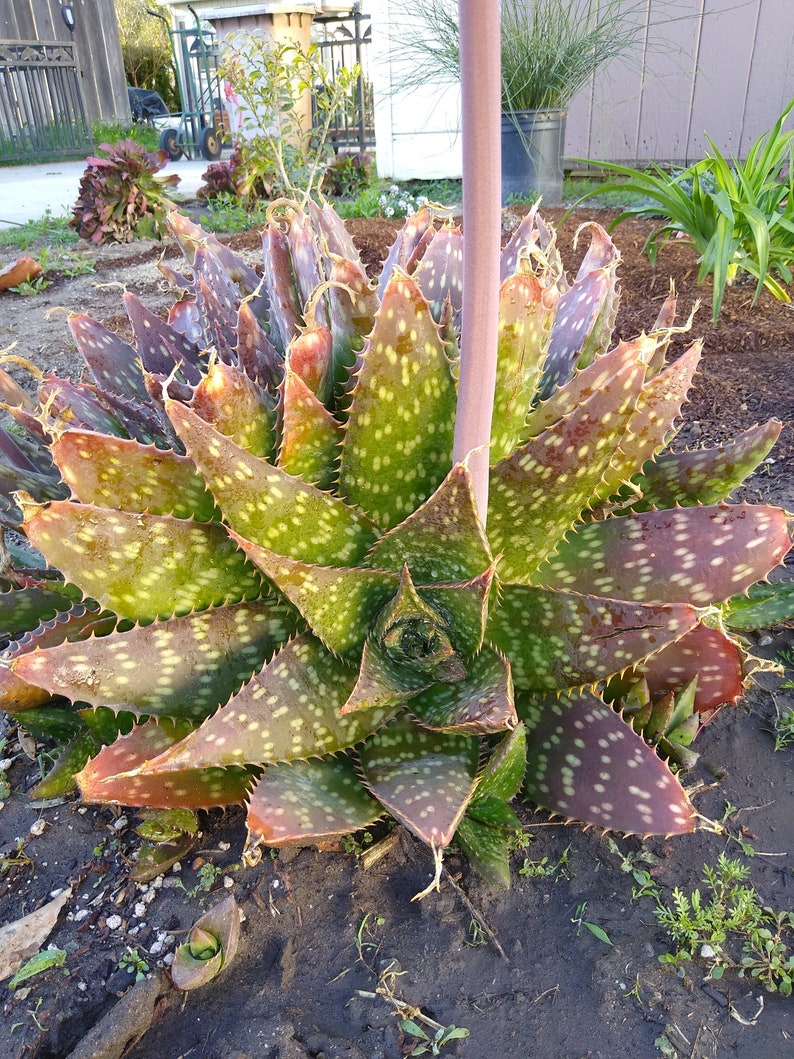 Succulent Cactus Plant Aloe Vera Maculata Soap Aloe