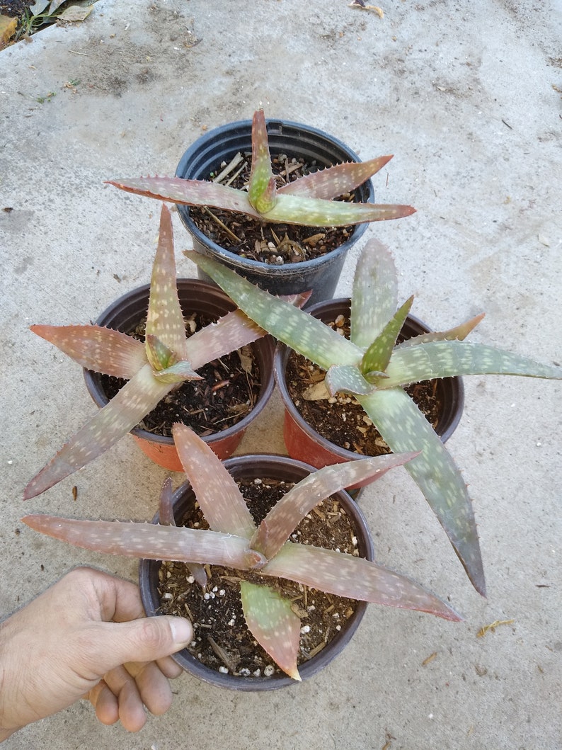 Succulent Cactus Plant Aloe Vera Maculata Soap Aloe