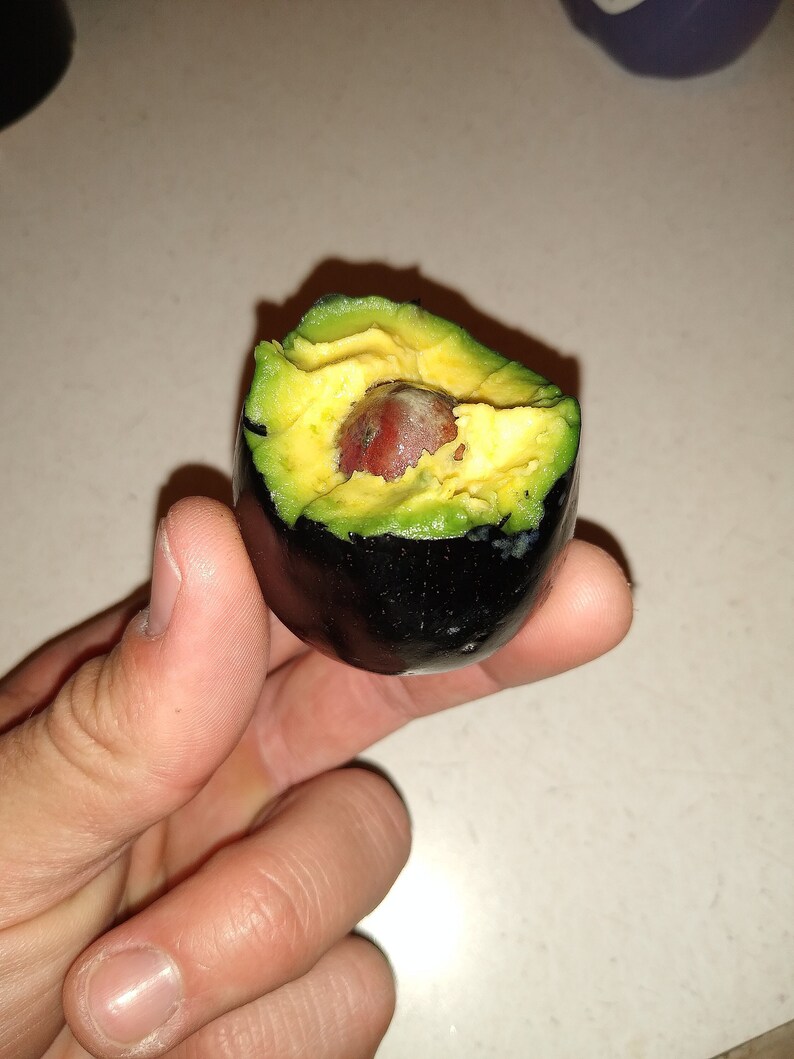 discount factory clearance Mexicola Avocado Cuttings/scions NOT GRANDE