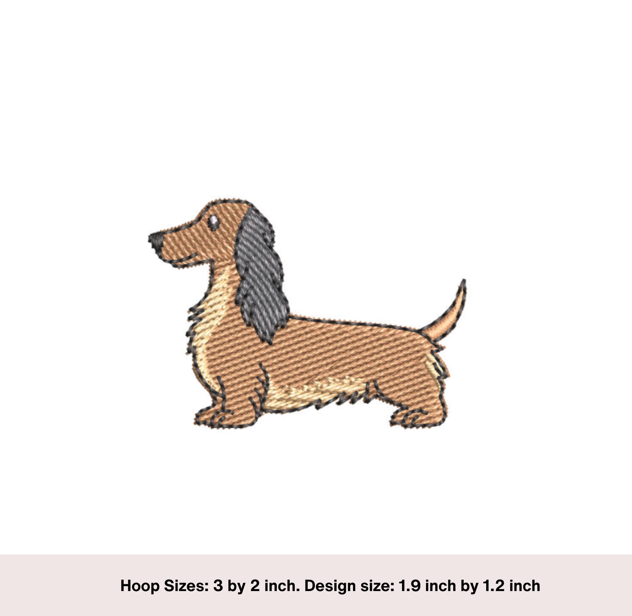 Perro De Raza Dachshund De Pelo Largo Primer Plano Jugando En La Arena